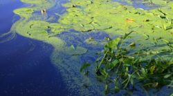 Algae Water Lilies Pond