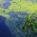 Algae Water Lilies Pond