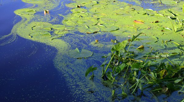 Algae Water Lilies Pond